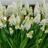 Grape Hyacinth Muscari Album 1 Grape Hyacinth Muscari Album -OWL Plant Shop 600115