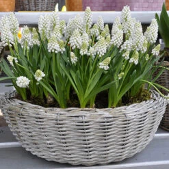 Grape Hyacinth Muscari Album 6 Grape Hyacinth Muscari Album -OWL Plant Shop 600115 1