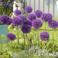 Allium 'Purple Sensation'