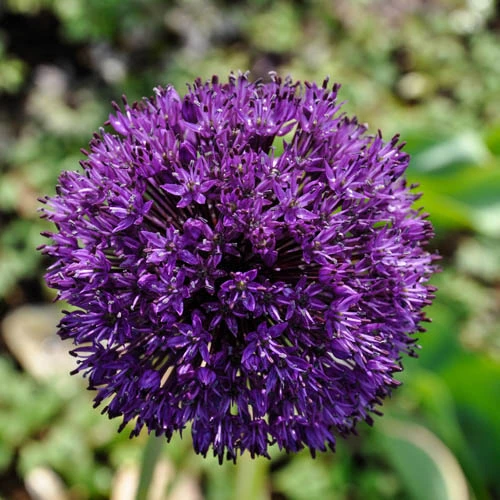 Allium 'Purple Sensation' 5 Allium 'Purple Sensation' - Image 3