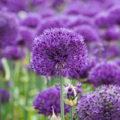 Allium 'Purple Sensation' 9 Allium 'Purple Sensation' -OWL Plant Shop 600122 3