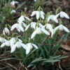 Snowdrop 'Galanthus Nivalis' 2 Snowdrop 'Galanthus Nivalis' -OWL Plant Shop 600128