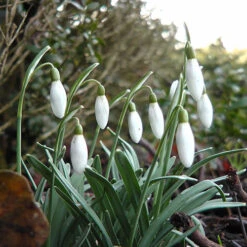 Snowdrop 'Galanthus Nivalis' 6 Snowdrop 'Galanthus Nivalis' -OWL Plant Shop 600128 1