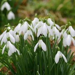 Snowdrop 'Galanthus Nivalis' 7 Snowdrop 'Galanthus Nivalis' -OWL Plant Shop 600128 2