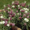 Fritillaria Meleagris Mixed 2 Fritillaria Meleagris Mixed -OWL Plant Shop 600133