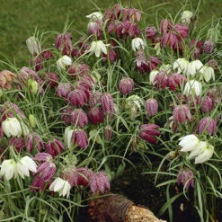 Fritillaria Meleagris Mixed