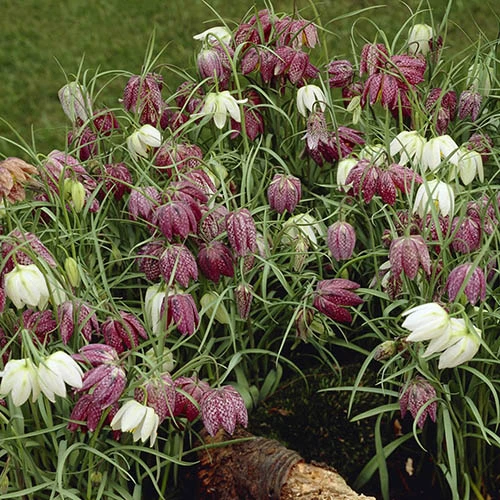 Fritillaria Meleagris Mixed 2 Fritillaria Meleagris Mixed