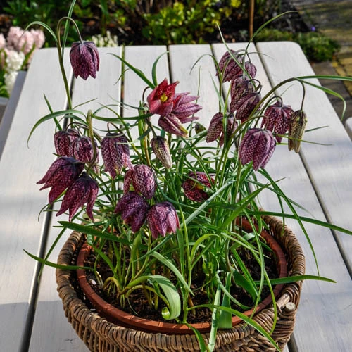 Fritillaria Meleagris Mixed 3 Fritillaria Meleagris Mixed - Image 2