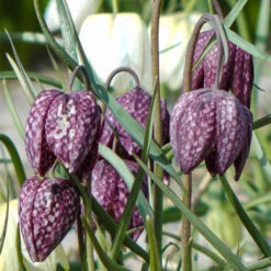 Fritillaria Meleagris Mixed 8 Fritillaria Meleagris Mixed -OWL Plant Shop 600133 2
