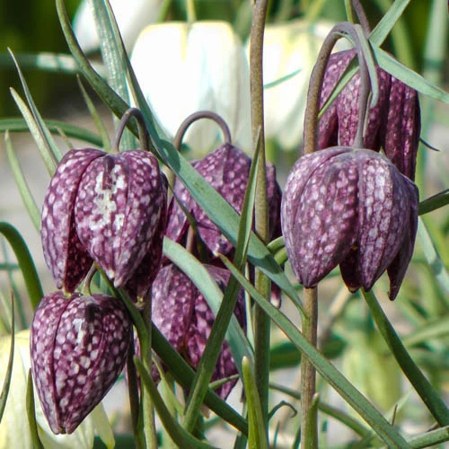 Fritillaria Meleagris Mixed 4 Fritillaria Meleagris Mixed - Image 3