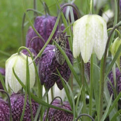 Fritillaria Meleagris Mixed 9 Fritillaria Meleagris Mixed -OWL Plant Shop 600133 3