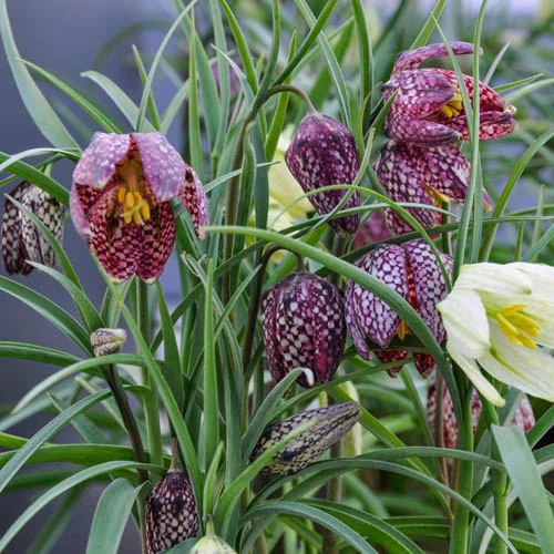 Fritillaria Meleagris Mixed 6 Fritillaria Meleagris Mixed - Image 5