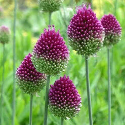 Allium Sphaerocephalon 'Drumsticks'