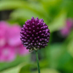 Allium Sphaerocephalon 'Drumsticks' 9 Allium Sphaerocephalon 'Drumsticks' -OWL Plant Shop 600137 2