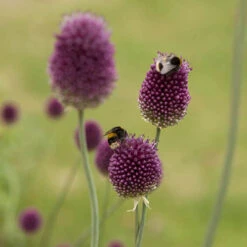Allium Sphaerocephalon 'Drumsticks' 10 Allium Sphaerocephalon 'Drumsticks' -OWL Plant Shop 600137 3