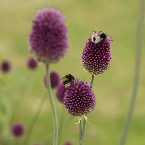 Allium Sphaerocephalon 'Drumsticks' 6 Allium Sphaerocephalon 'Drumsticks' - Image 4