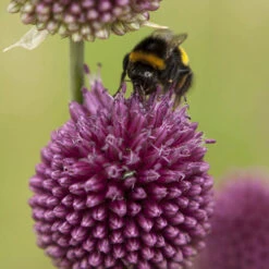Allium Sphaerocephalon 'Drumsticks' 11 Allium Sphaerocephalon 'Drumsticks' -OWL Plant Shop 600137 4