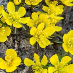 Eranthis Cilicica - Winter Aconites