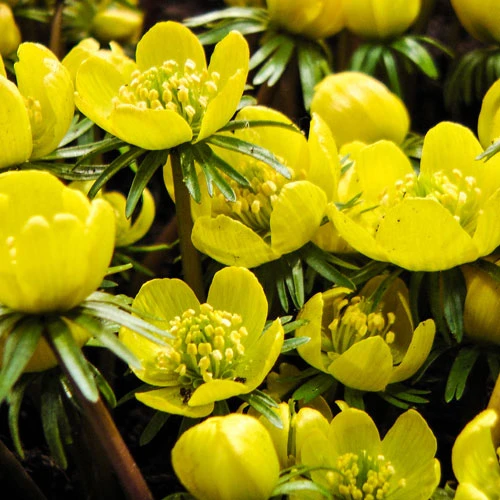 Eranthis Cilicica - Winter Aconites 4 Eranthis Cilicica - Winter Aconites - Image 2