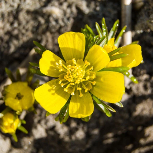 Eranthis Cilicica - Winter Aconites 5 Eranthis Cilicica - Winter Aconites - Image 3