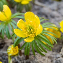 Eranthis Cilicica - Winter Aconites 9 Eranthis Cilicica - Winter Aconites -OWL Plant Shop 600150 3