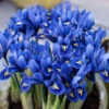 Iris Reticulata Blue - Miniature 2 Iris Reticulata Blue - Miniature -OWL Plant Shop 600151