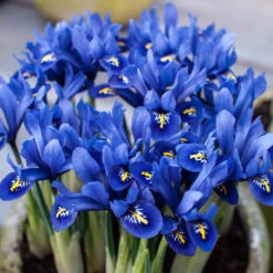 Iris Reticulata Blue - Miniature
