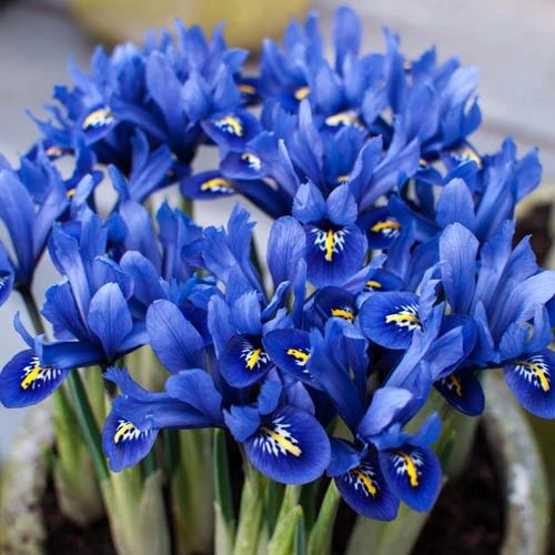 Iris Reticulata Blue - Miniature 3 Iris Reticulata Blue - Miniature