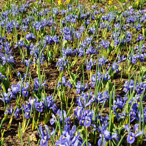 Iris Reticulata Blue - Miniature 4 Iris Reticulata Blue - Miniature - Image 2