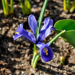 Iris Reticulata Blue - Miniature 8 Iris Reticulata Blue - Miniature -OWL Plant Shop 600151 2