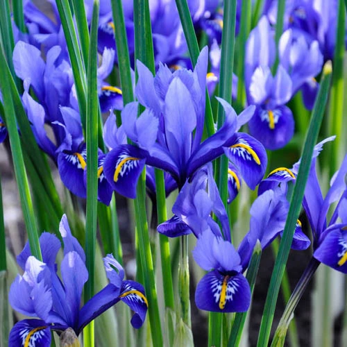 Iris Reticulata Blue - Miniature 6 Iris Reticulata Blue - Miniature - Image 4