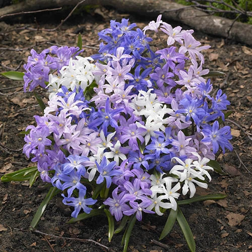 Chionodoxa Lucilaea 'Glory Of The Snow' 3 Chionodoxa Lucilaea 'Glory Of The Snow'