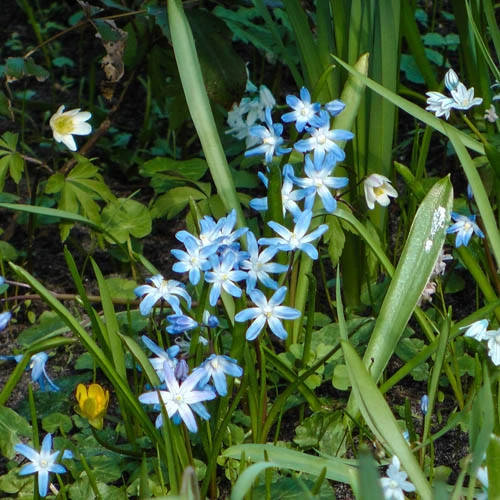 Chionodoxa Lucilaea 'Glory Of The Snow' 4 Chionodoxa Lucilaea 'Glory Of The Snow' - Image 2