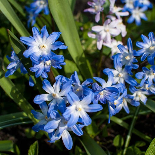 Chionodoxa Lucilaea 'Glory Of The Snow' 5 Chionodoxa Lucilaea 'Glory Of The Snow' - Image 3