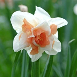 Daffodil 'Replete' 7 Daffodil 'Replete' -OWL Plant Shop 600161 1