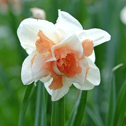 Daffodil 'Replete' 4 Daffodil 'Replete' - Image 2