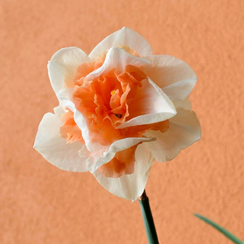 Daffodil 'Replete' 5 Daffodil 'Replete' - Image 3