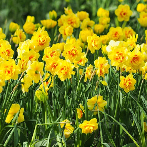 Daffodil 'Tahiti' 4 Daffodil 'Tahiti' - Image 2