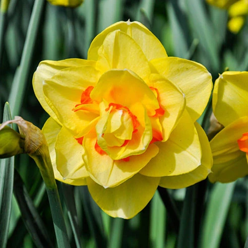 Daffodil 'Tahiti' 5 Daffodil 'Tahiti' - Image 3