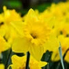 Daffodil 'Trumpet Yellow' 2 Daffodil 'Trumpet Yellow' -OWL Plant Shop 600172