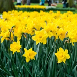 Daffodil 'Trumpet Yellow' 8 Daffodil 'Trumpet Yellow' -OWL Plant Shop 600172 2