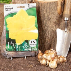 Daffodil 'Trumpet Yellow' 9 Daffodil 'Trumpet Yellow' -OWL Plant Shop 600172 3
