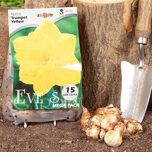 Daffodil 'Trumpet Yellow' 6 Daffodil 'Trumpet Yellow' - Image 4