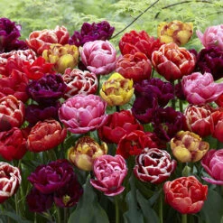 Best Seller 19 Springtime Double Tulips