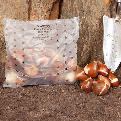 Springtime Double Tulips 4 Springtime Double Tulips - Image 2