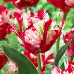Tulip Estella Rijnveldt