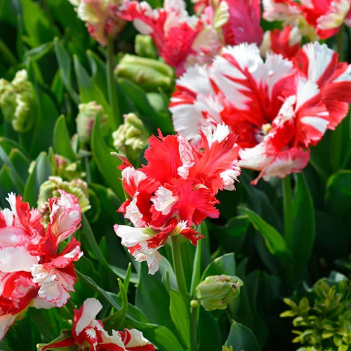 Tulip Estella Rijnveldt 4 Tulip Estella Rijnveldt - Image 2