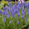 Muscari Armeniacum 'Grape Hyacinth' 1 Muscari Armeniacum 'Grape Hyacinth' -OWL Plant Shop 600210