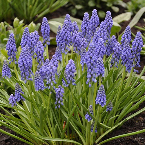 Muscari Armeniacum 'Grape Hyacinth' 4 Muscari Armeniacum 'Grape Hyacinth' - Image 2
