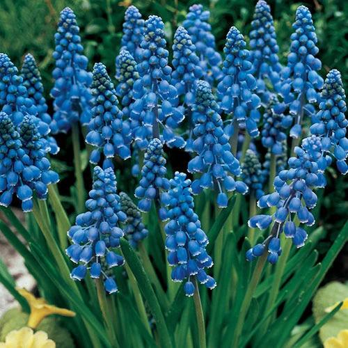 Muscari Armeniacum 'Grape Hyacinth' 5 Muscari Armeniacum 'Grape Hyacinth' - Image 3